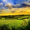 Hills of Vienna