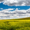 Palouse Canola