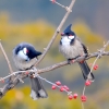 Red-whiskered Bulbuls