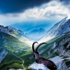 Goat at Mount Pilatus