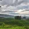 Munnar Tea Gardens